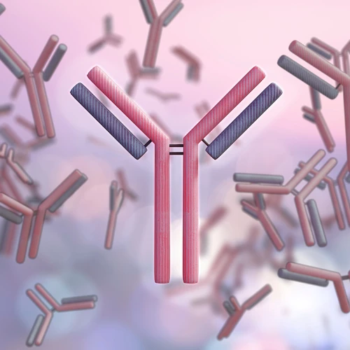 Imagen de: INMUNOGLOBULINAS